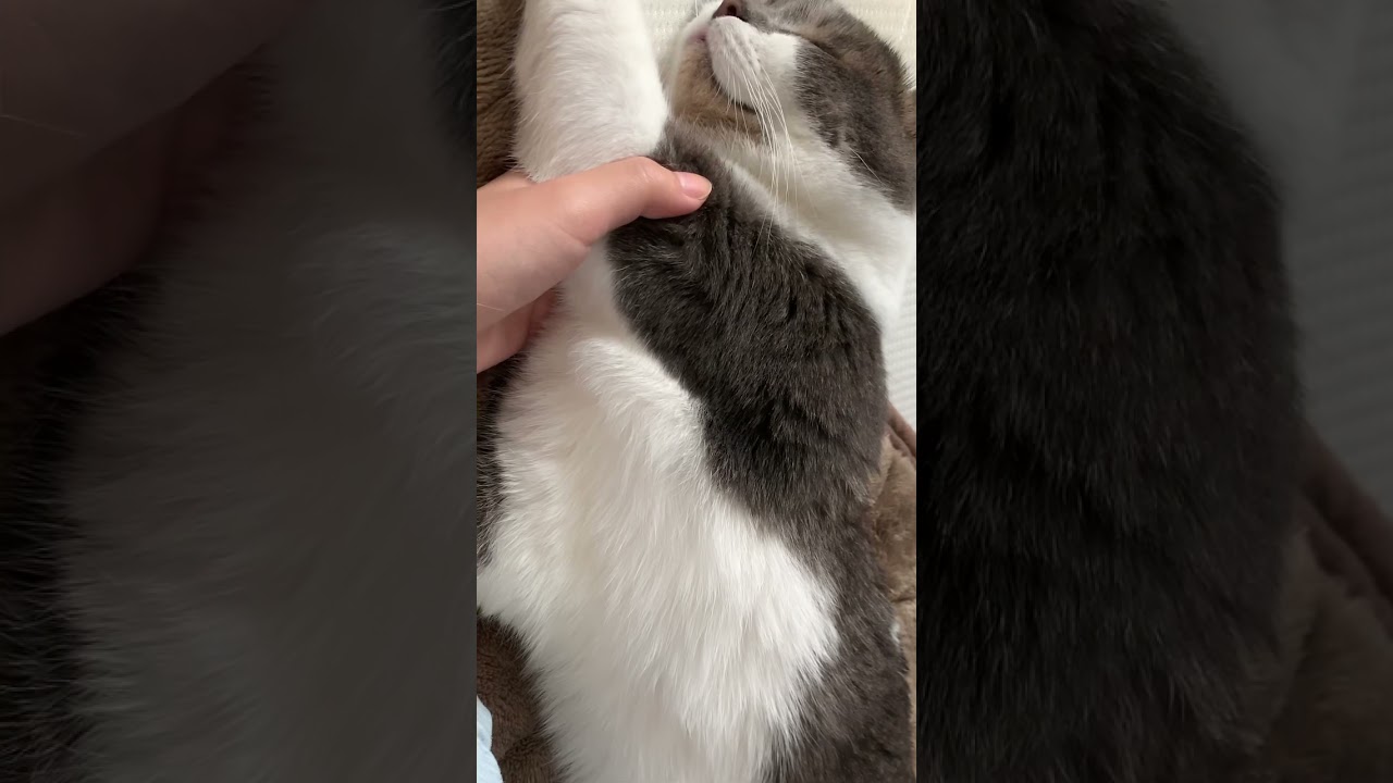 完全に夢の世界にいる子猫【アメリカンカール】