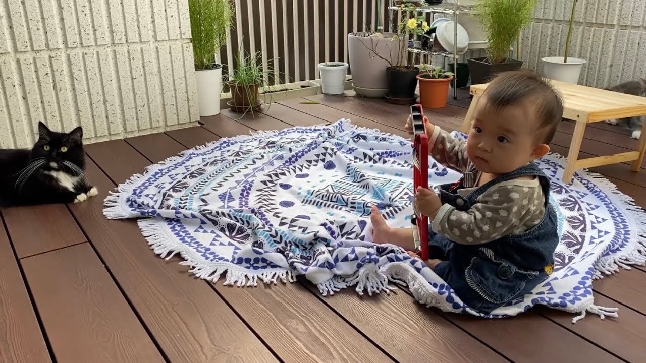 外での朝食に加わる猫　ノルウェージャンフォレストキャットとラガマフィンA cat joining breakfast outside. Norwegian Forest Cat. Ragamuffin