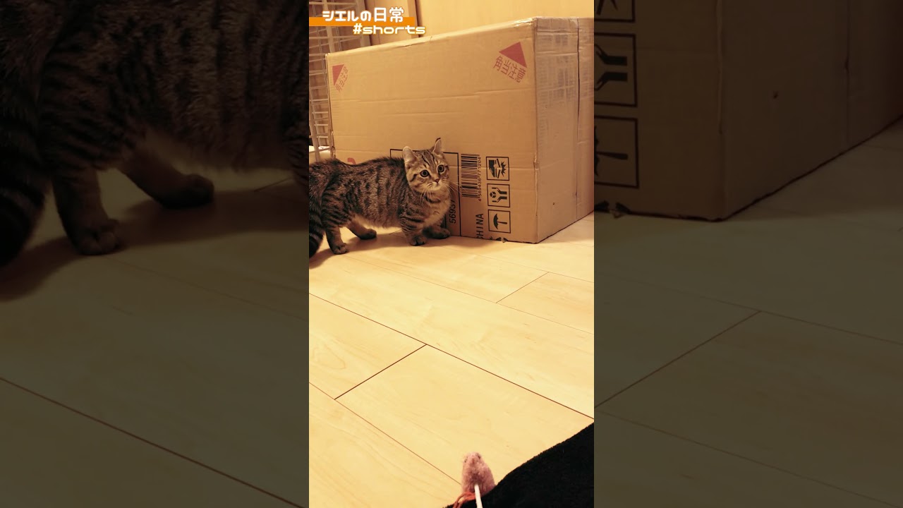 【蔵出し】シエル君の激カワ子猫時代の映像　/キンカロー　マンチカン×アメリカンカール　#Shorts