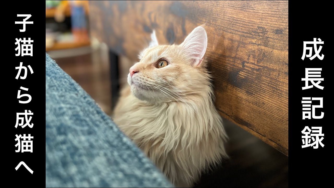 【子猫】メインクーンの女の子が家に来て半年の成長記録