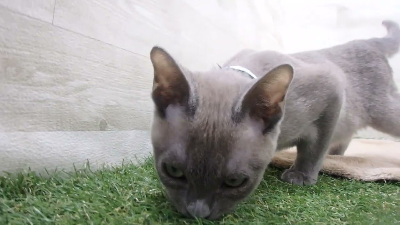 00582854 トンキニーズ