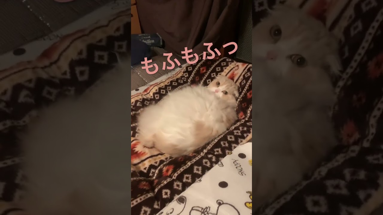 もっふもふのスコティッシュフォールド 長毛猫 折れ耳 ロングヘアー もふもふ かわいい猫動画 へそ天