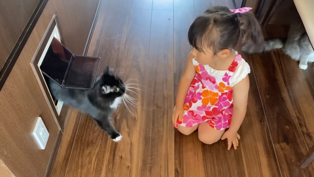 呼ばれてゆっくり猫通路から出てくる猫　ラガマフィン　A cat that is called and slowly comes out. Ragamuffin.