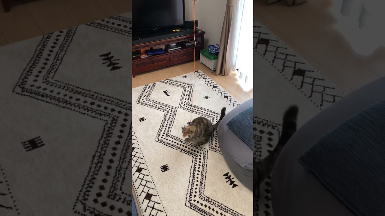 風船に向かって大ジャンプする猫　アメリカンカール　ツゥちゃん