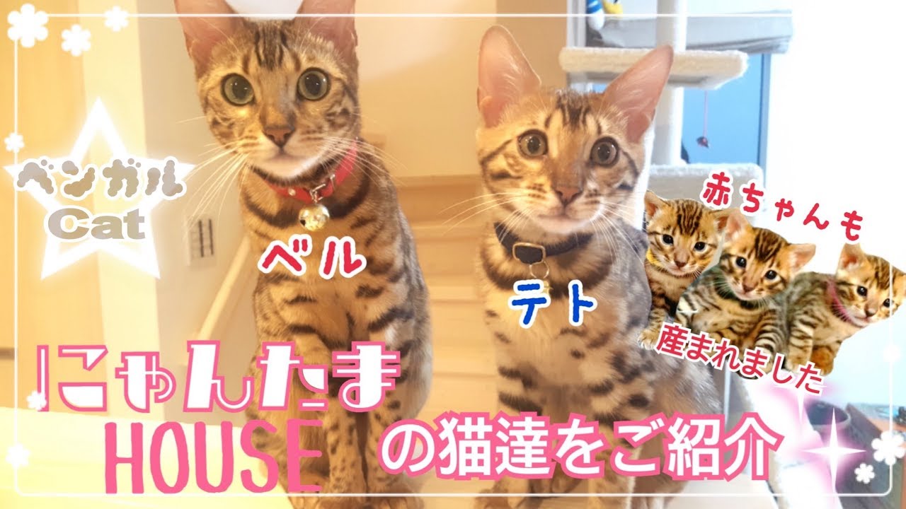 にゃんたまHOUSEの5匹のベンガル猫達をご紹介！