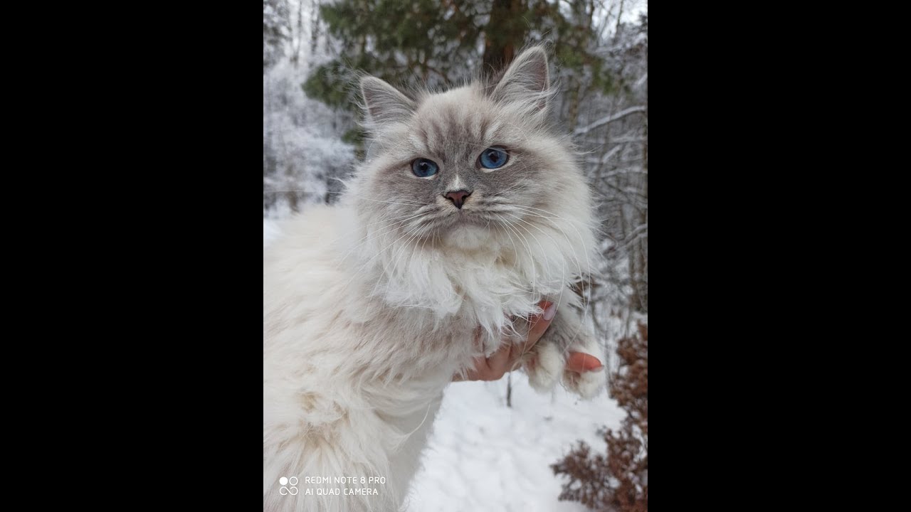 【子猫ライブ1】2022年10月30日 サイベリアンのWCFチャンピオンのパンくんの子どもが生まれました！　Cute Siberian kittens were born! 24-hour Live.