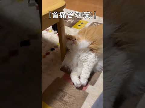 首痛そう(笑) #shorts  #猫 #アメリカンカール #cat