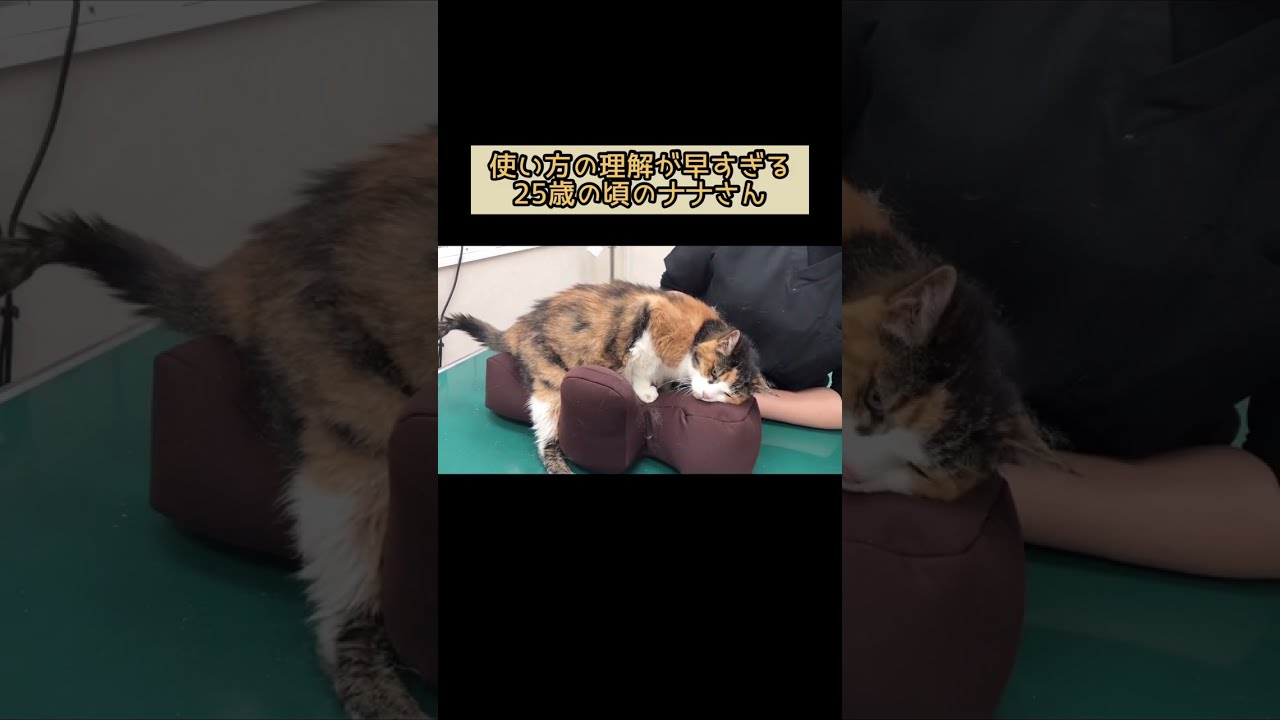 使い方の理解が早過ぎる25歳猫【長寿猫ナナさん】 #shorts