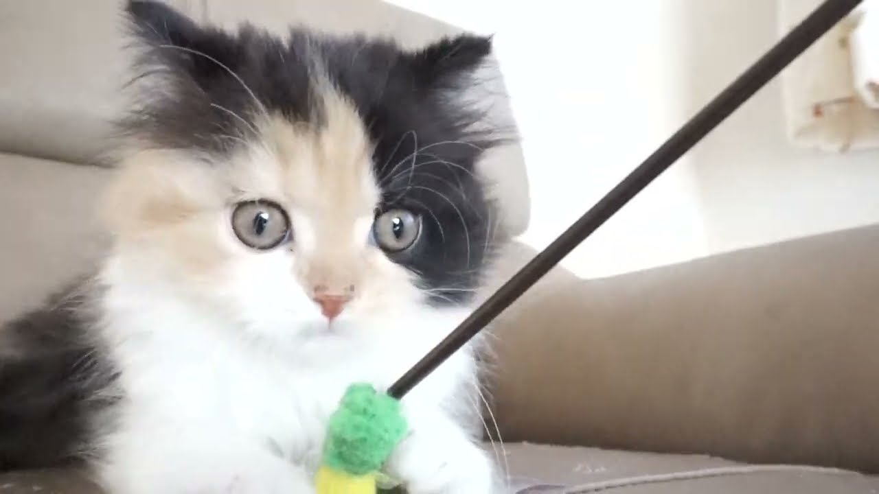 セルカークレックス子猫　2022.9.30産まれ 　キャリコ　三毛猫　女の子　シーダキャット猫のお店　Selkirk Rex