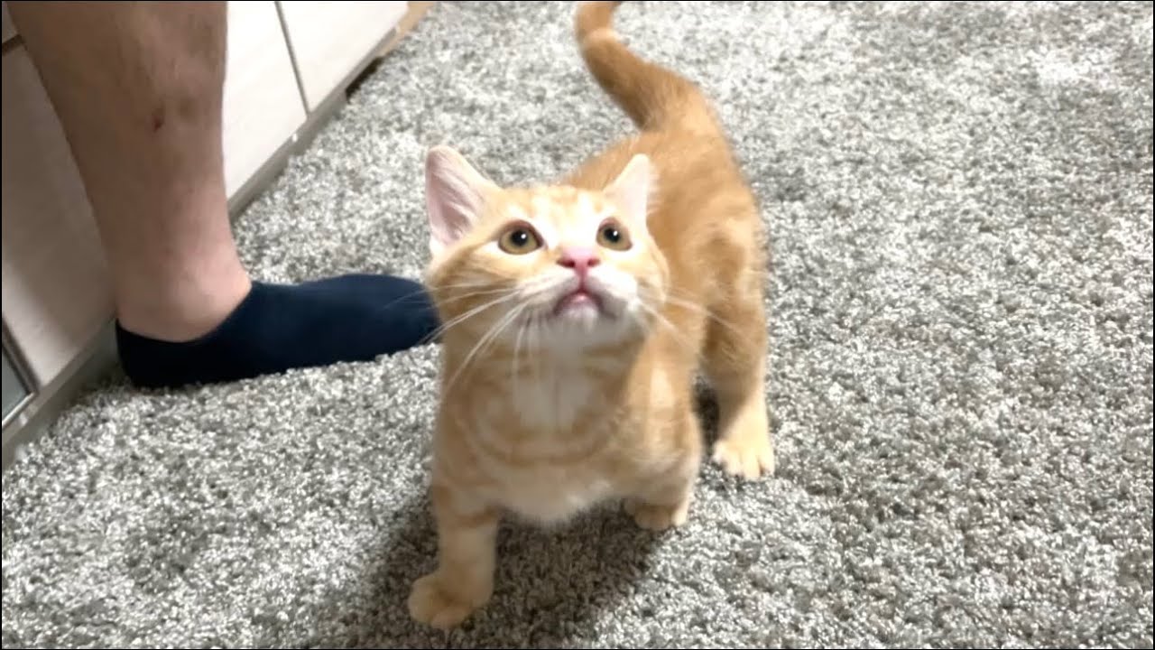 新しいおもちゃに大興奮の子猫【アメリカンショートヘア・レッドタビー】