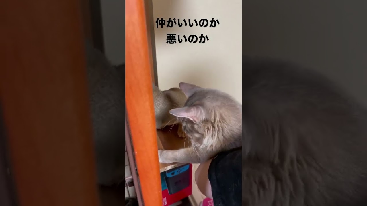 おにぃちゃんと妹ちゃん#ソマリ #アビシニアン #子猫 #猫