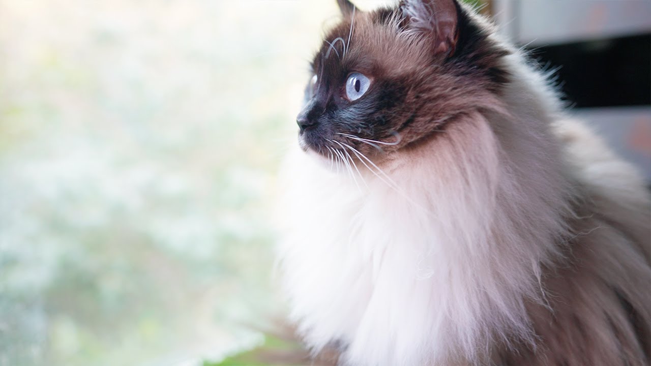 ラグドール猫がウグイスを見つけたようです