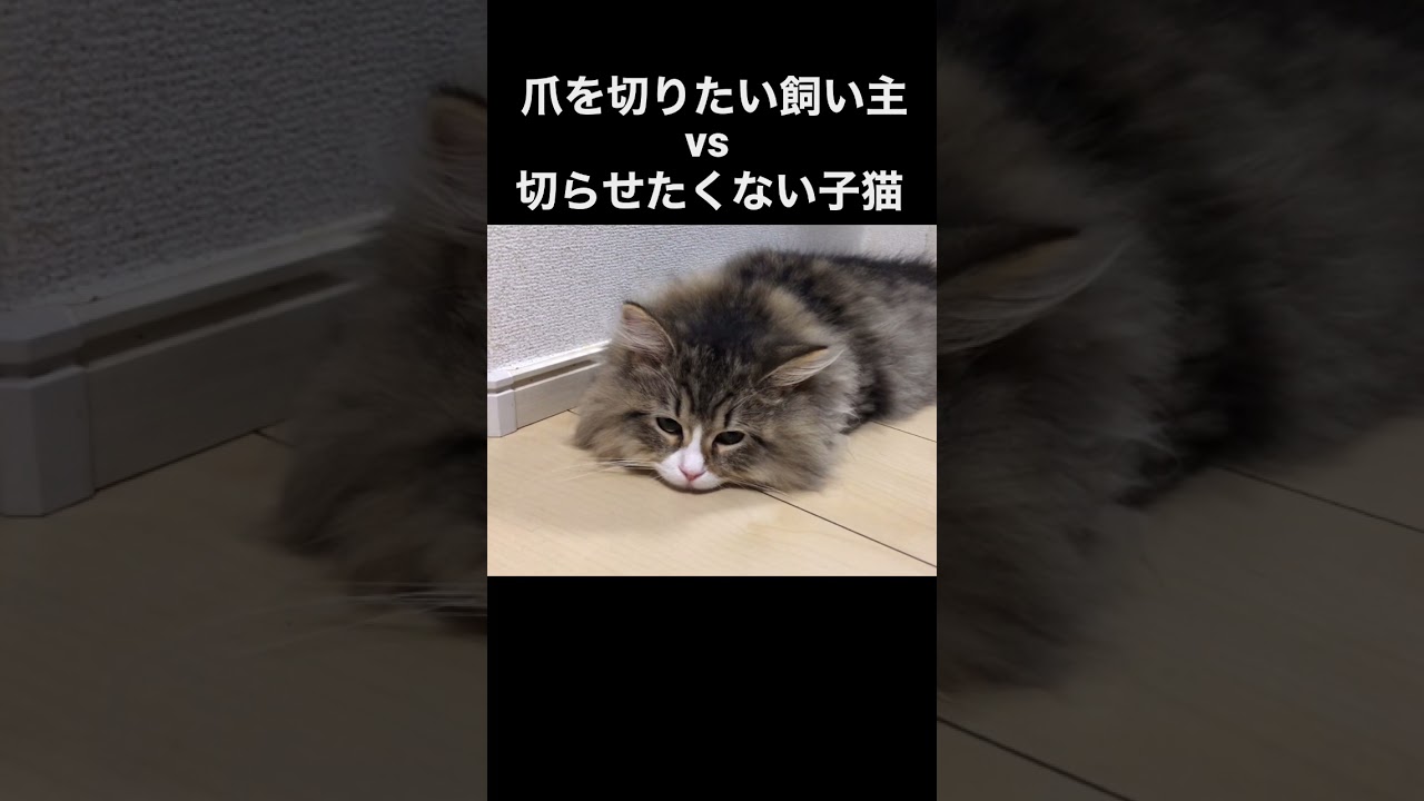 攻防戦【サイベリアン】