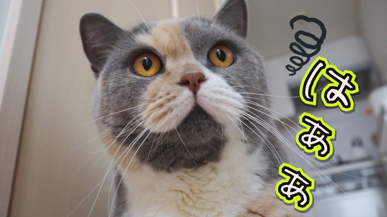 真似ばかりする妹猫に困ってます！｜セルカークレックス｜ブリティッシュショートヘア