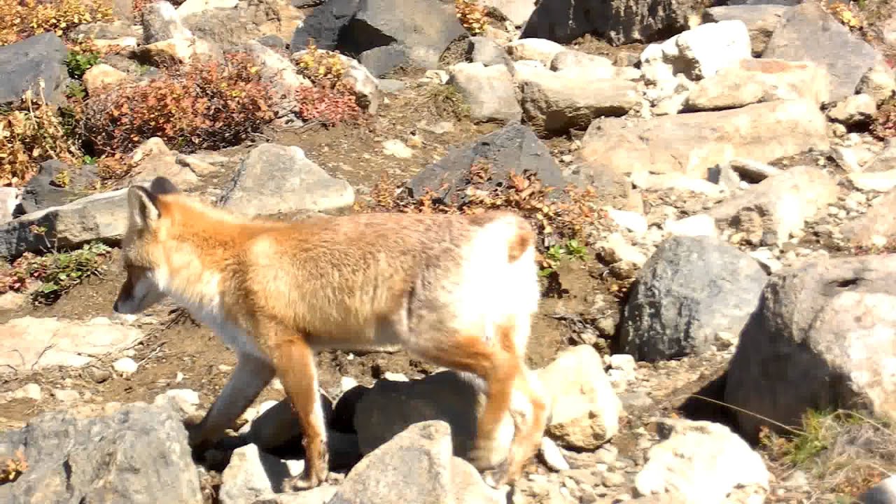 【おまけ】ボブテールのキツネ【新種？】