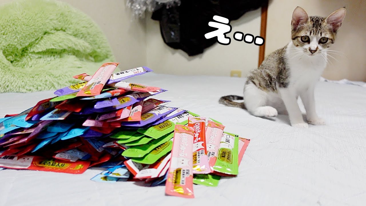 とんでもない量のちゅーるで子猫と兄猫たちの誕生日をお祝いしました