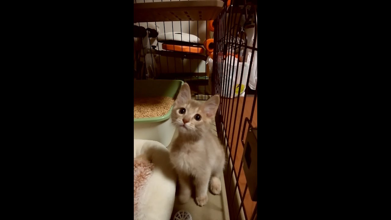 【ソマリ猫】当時、生後２ヶ月半の仔猫がかわいい！！ #Shorts