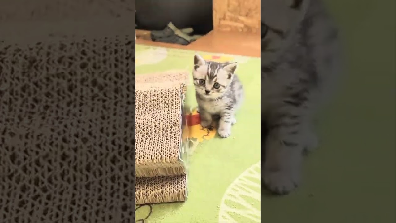 スコティッシュフォールド やんちゃな男の子です。