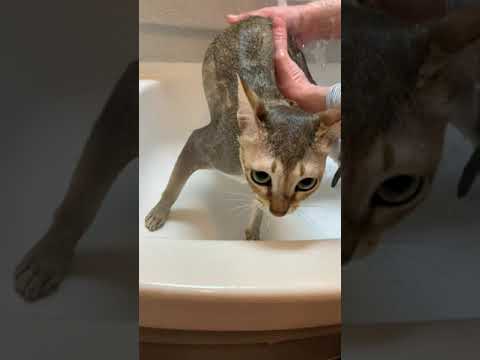 シャンプー中のきなこ