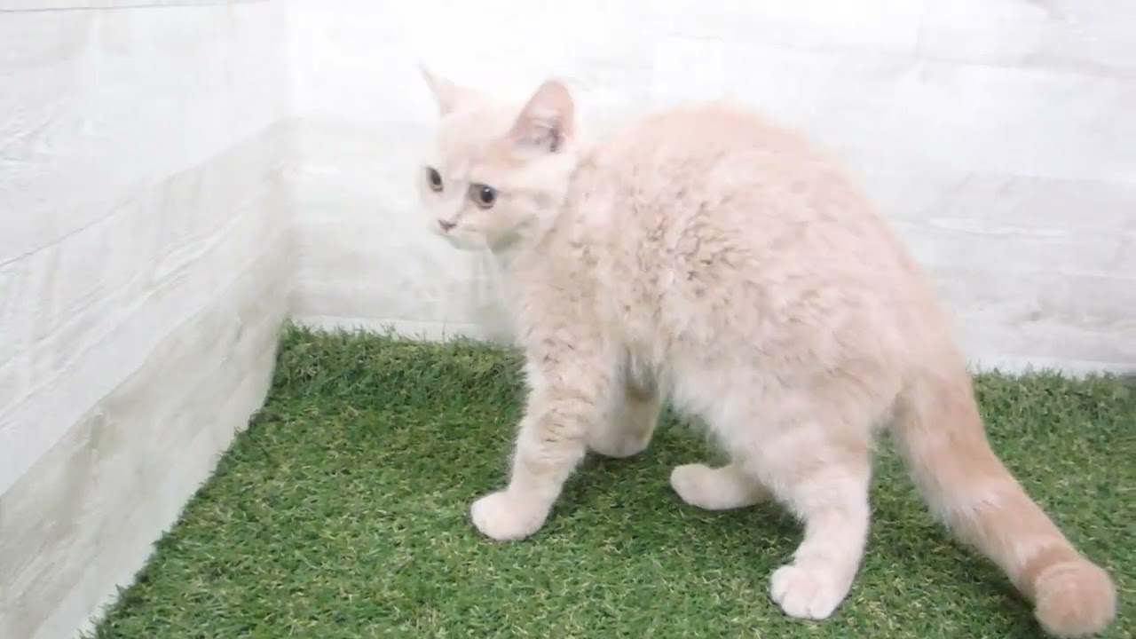 00589109 ブリティッシュショートヘアー