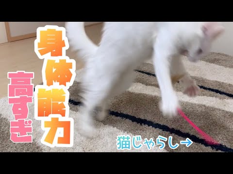 【チーター⁉︎】身体能力が高すぎるターキッシュアンゴラの動きがwww