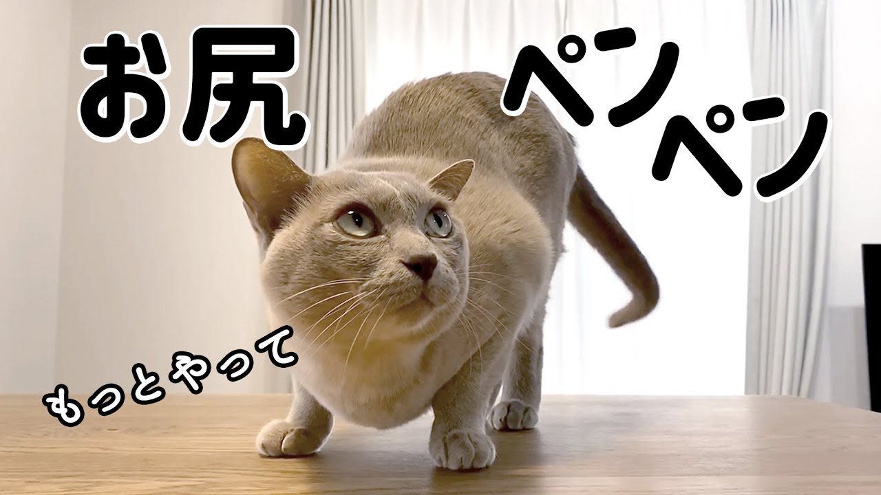 猫のお尻ペンペン【保護猫／茶トラ／トンキニーズ】