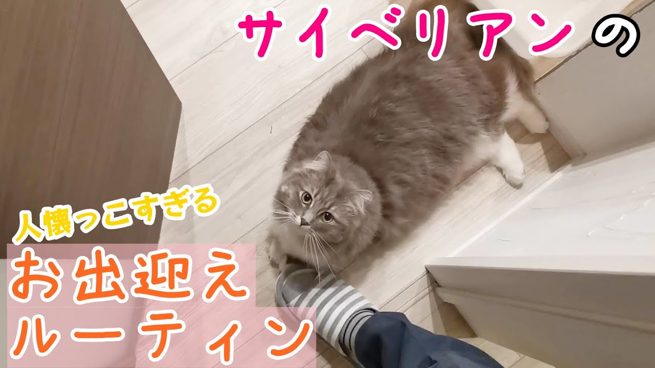 人懐っこいサイベリアンのお出迎え方が、もはや猫じゃない件｜The cat's welcome is cute【サイベリアンのラフィ#133】