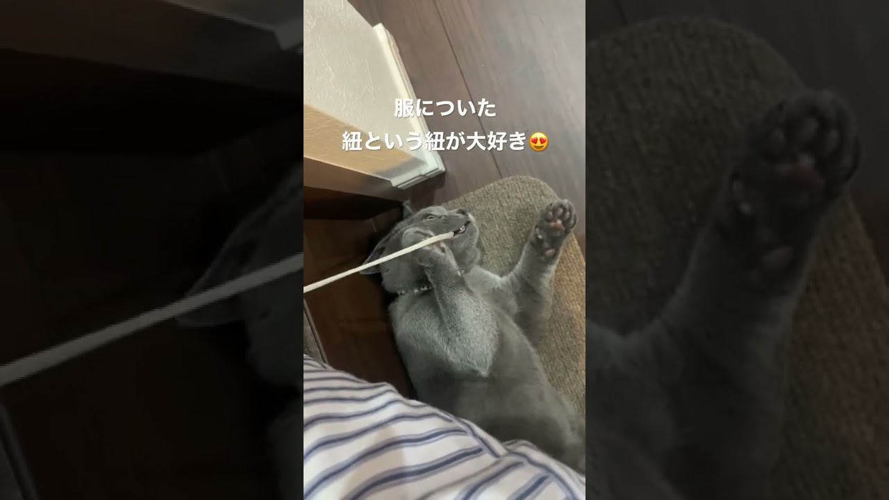 シャルトリューの子猫はヒモで遊ぶのが好きなようです #シャルトリュー #猫 #猫のいる暮らし #chartreux #shorts