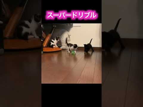 禁断の紐を引いてしまった子猫の末路