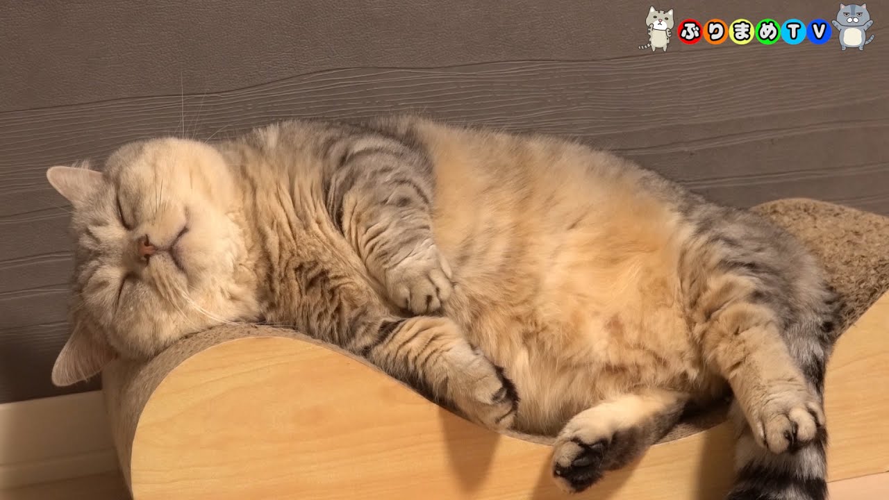 【テロップ無】でぶ猫マンチカンの詰め合わせ①巻