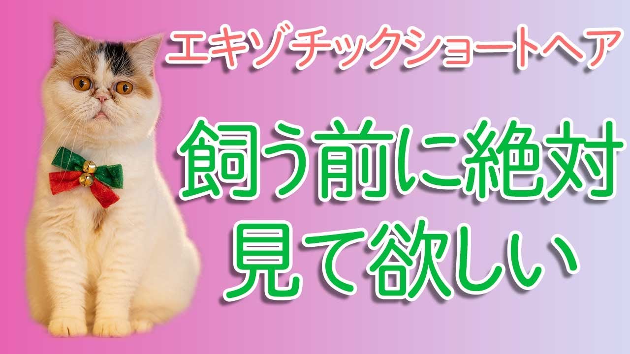 エキゾチックショートヘアってどんな猫種？性格、特徴、歴史、注意点解説！