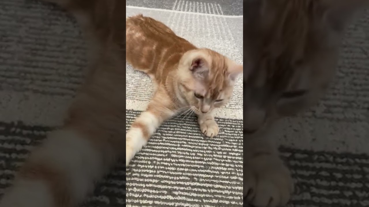 【スコティッシュフォールド]   　 タイミングがワンテンポ遅い猫  #shorts