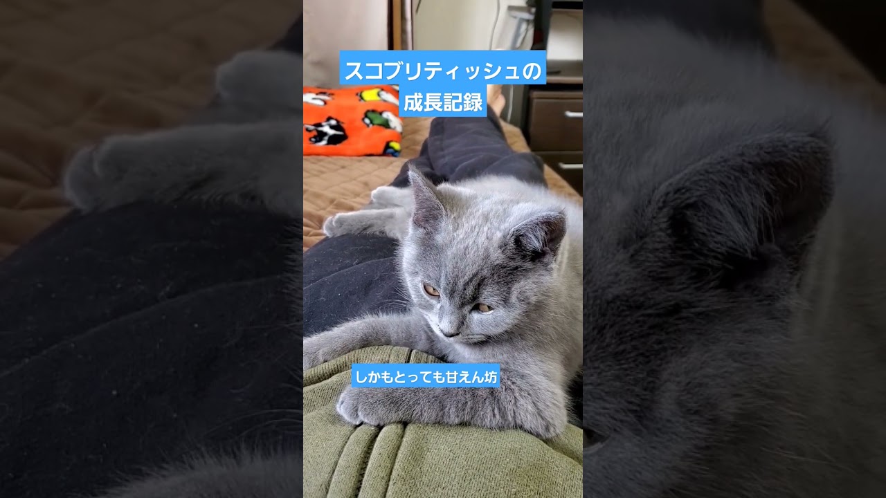 【ver2】ブリティッシュショートヘアについて#shorts