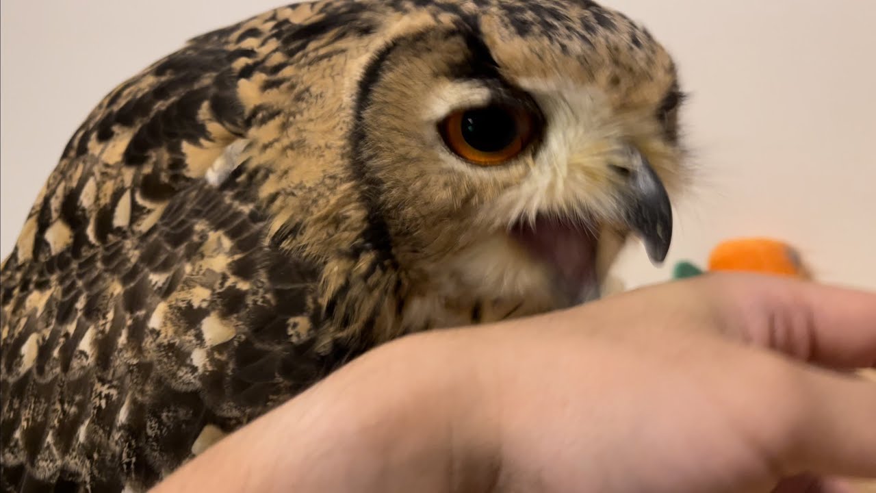 #455 飼い主に絡まれるフクロウ THE OWNER LOVES AN OWL 【ベンガルワシミミズク】