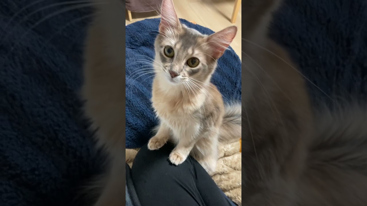 まだもふもふが足りない美猫#前脚クリームパン #cat #ソマリ #猫