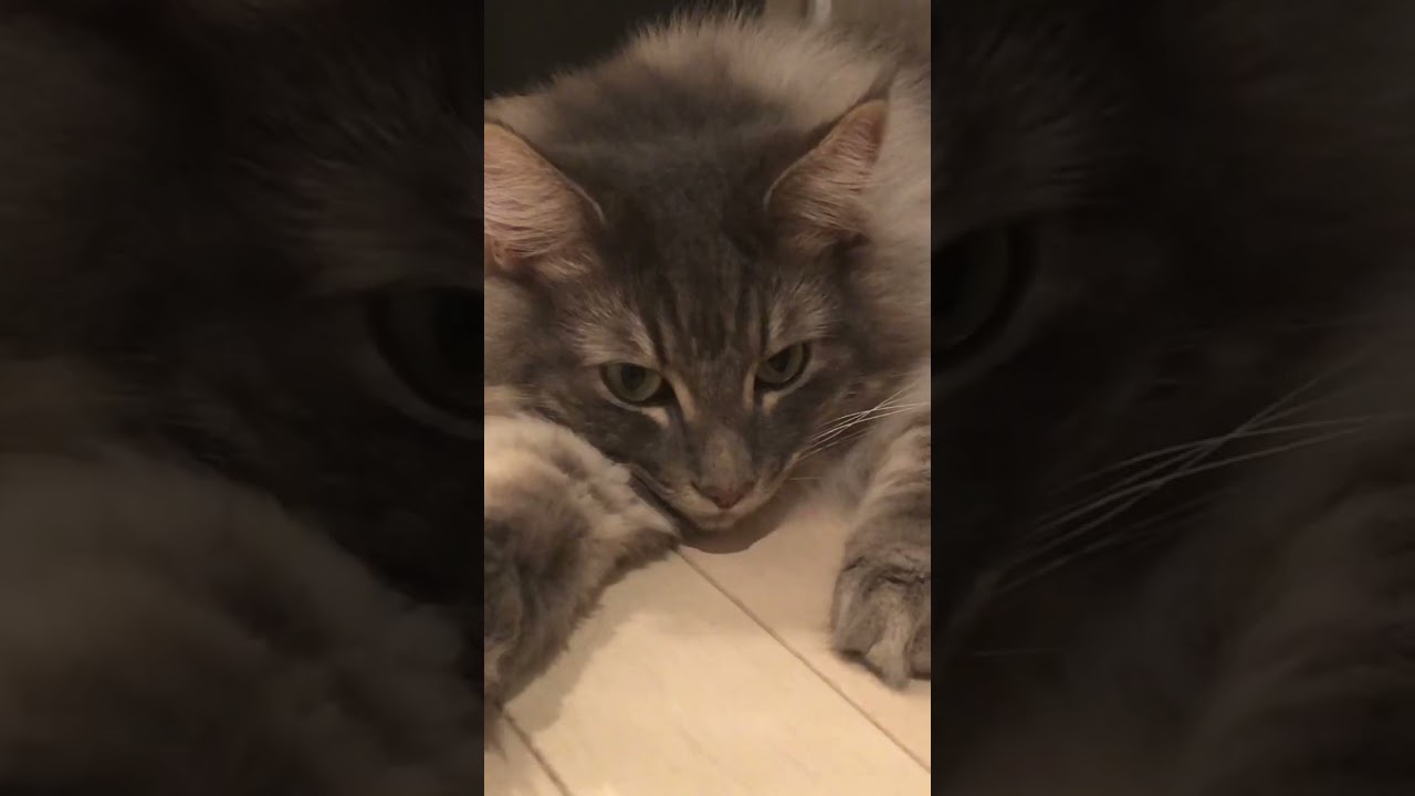 猫なの！ #shorts #猫動画#ノルウェージャンフォレストキャッ#アビシニアン #cat