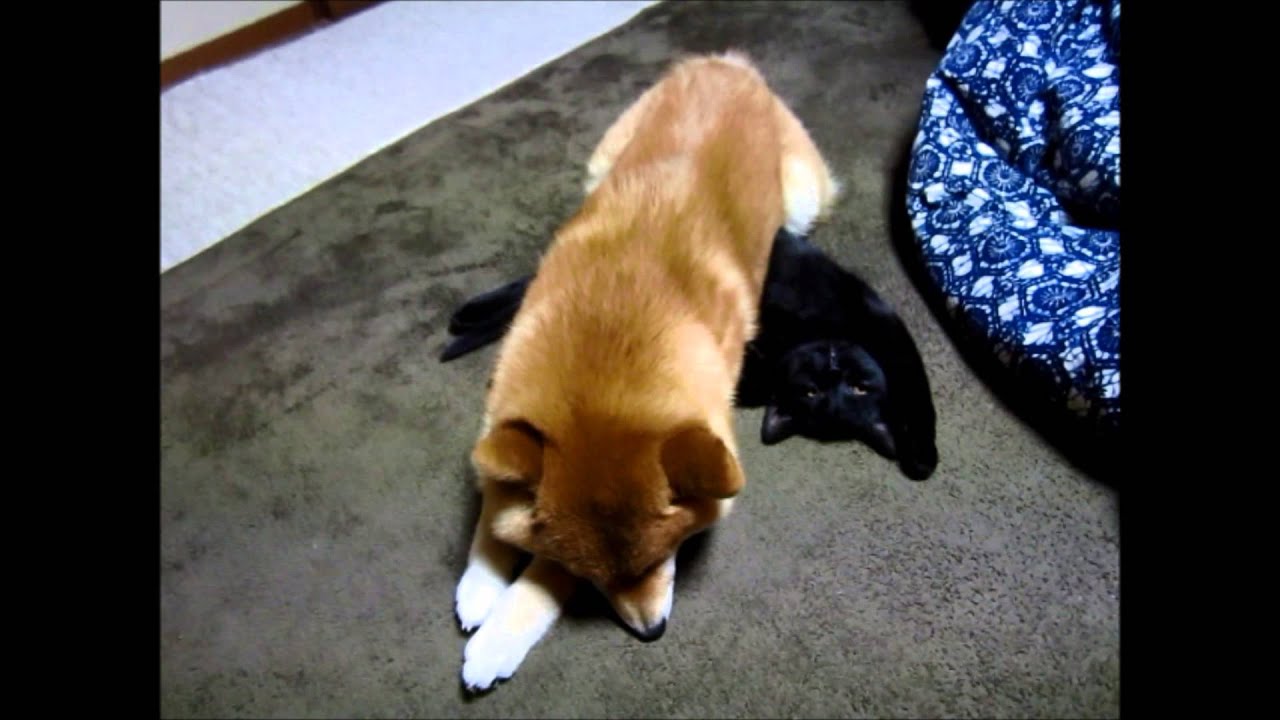 柴犬（豆柴）と黒猫（ボンベイ）☆仲良し  2