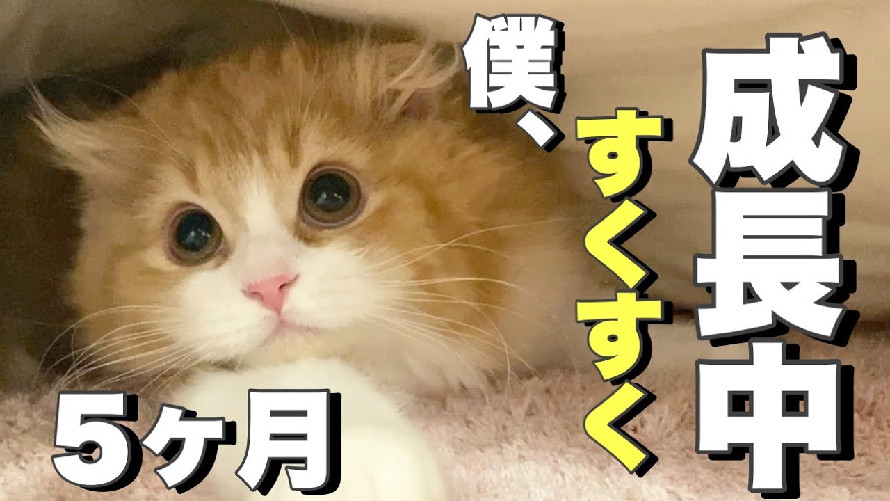 仔猫の可愛いさは破壊級だよね【スコティッシュフォールド】