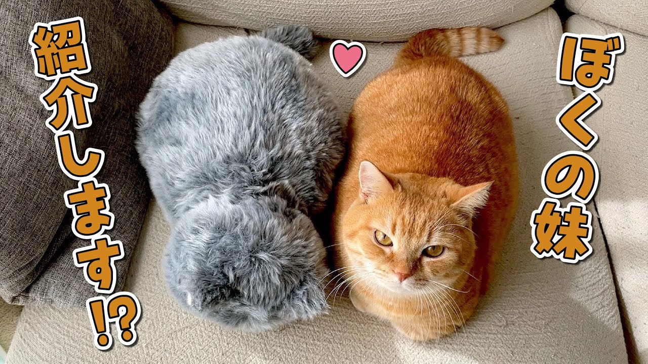 プリンに新しく妹が出来ました！！？【短足マンチカン】