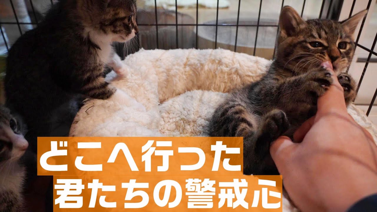 保護から４日、ハロウィン子猫のどこへ行った君たちの警戒心