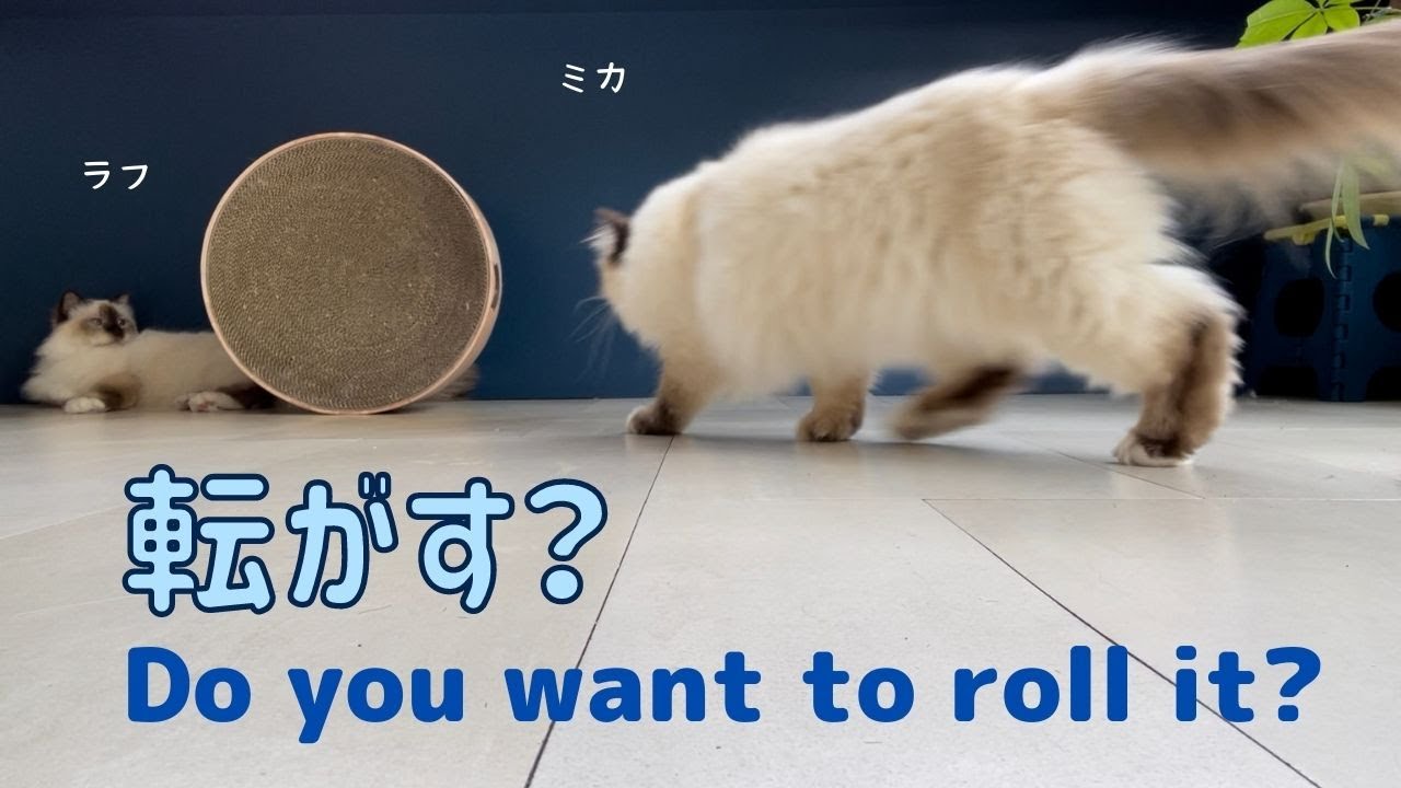 立てたボウル【転がす？】Do you want to roll it?（バーマン猫）Birman/Cat