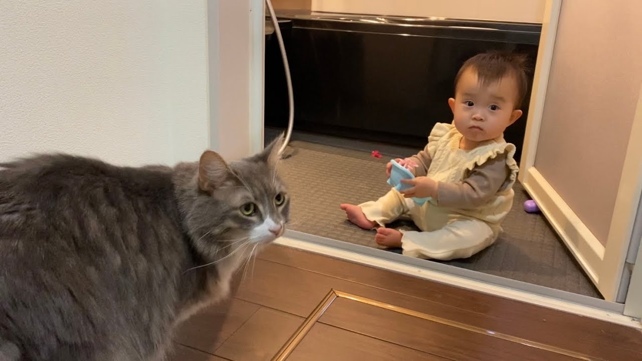 赤ちゃんと一緒について来る猫　ノルウェージャンフォレストキャットA cat that follows. Norwegian Forest Cat.