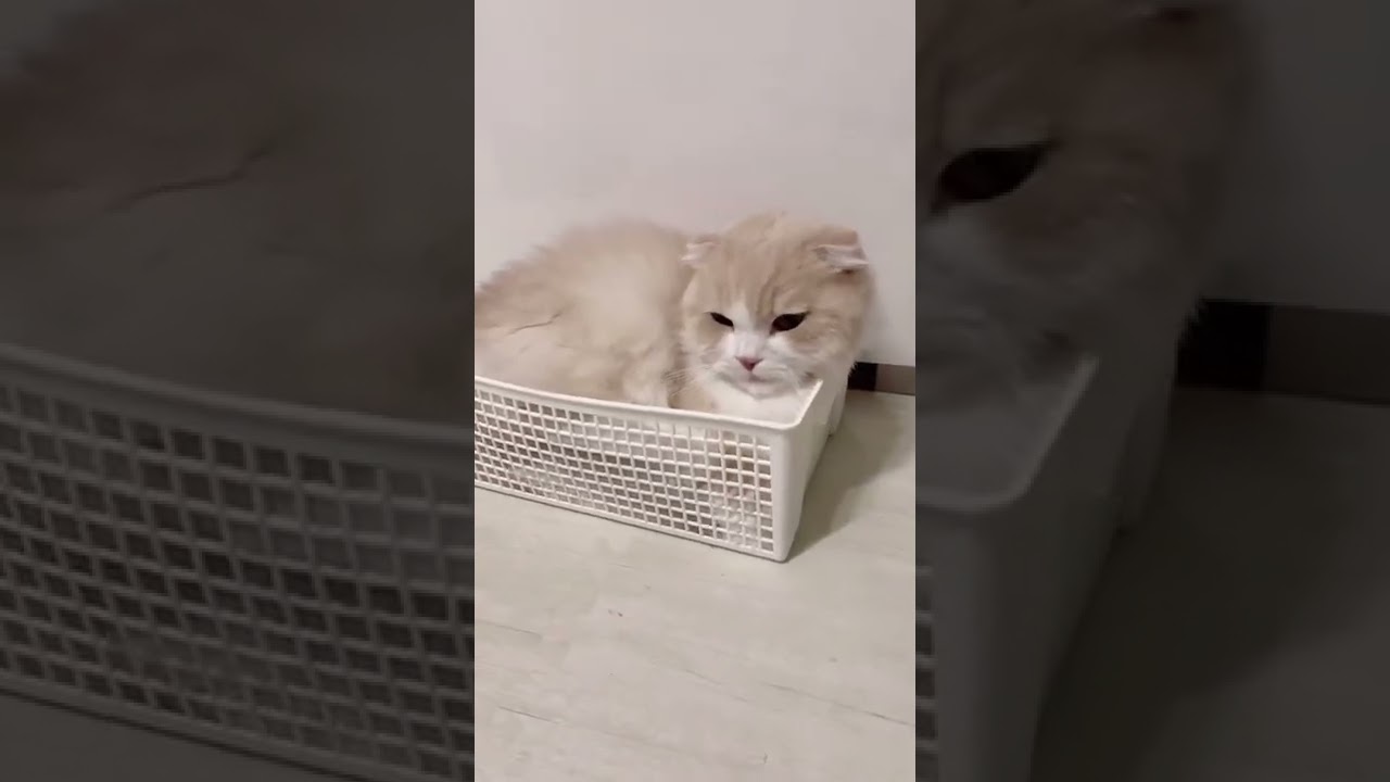 それは狭すぎでは…？という箱に入る猫🐈 #スコティッシュフォールド