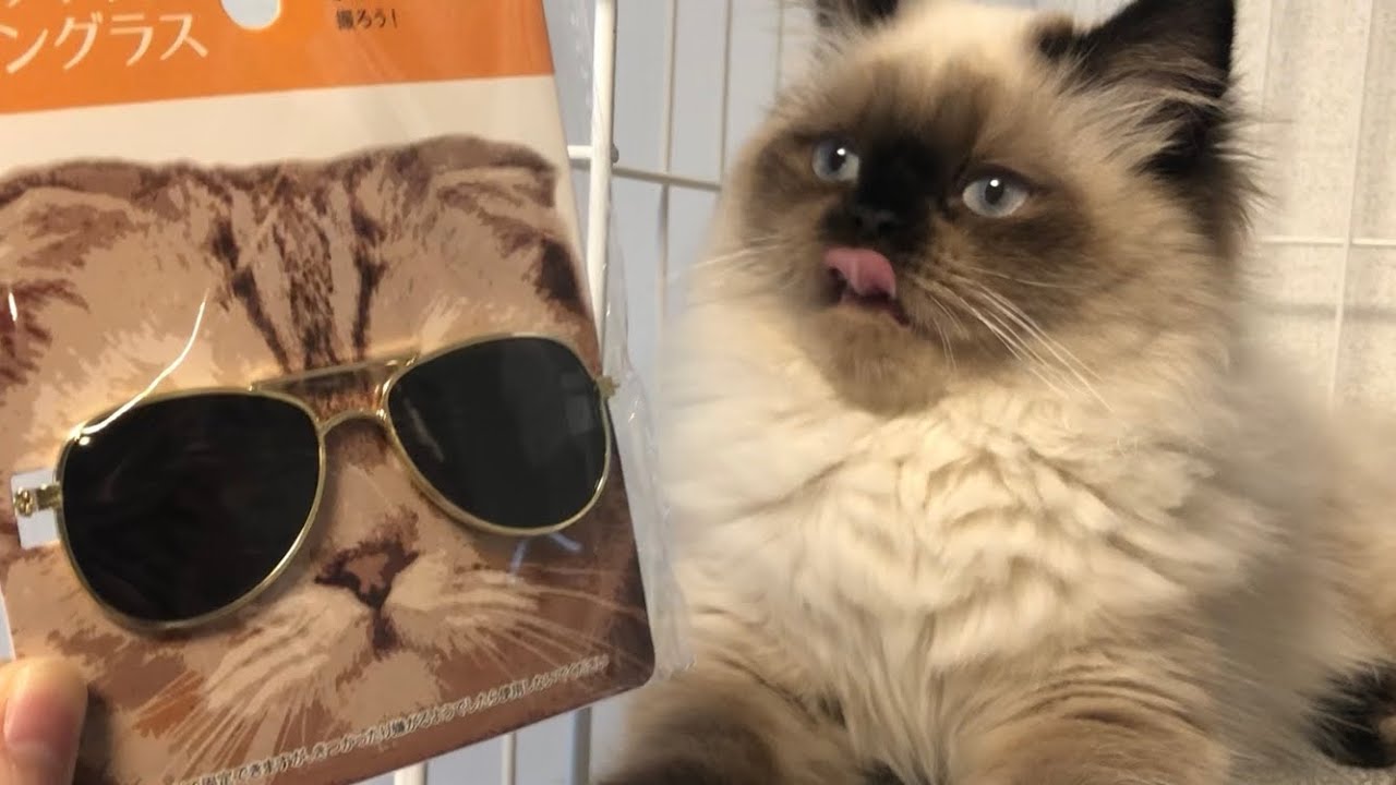 【ヒマラヤン】猫にサングラスをかけたら似合いすぎた【6ヶ月】