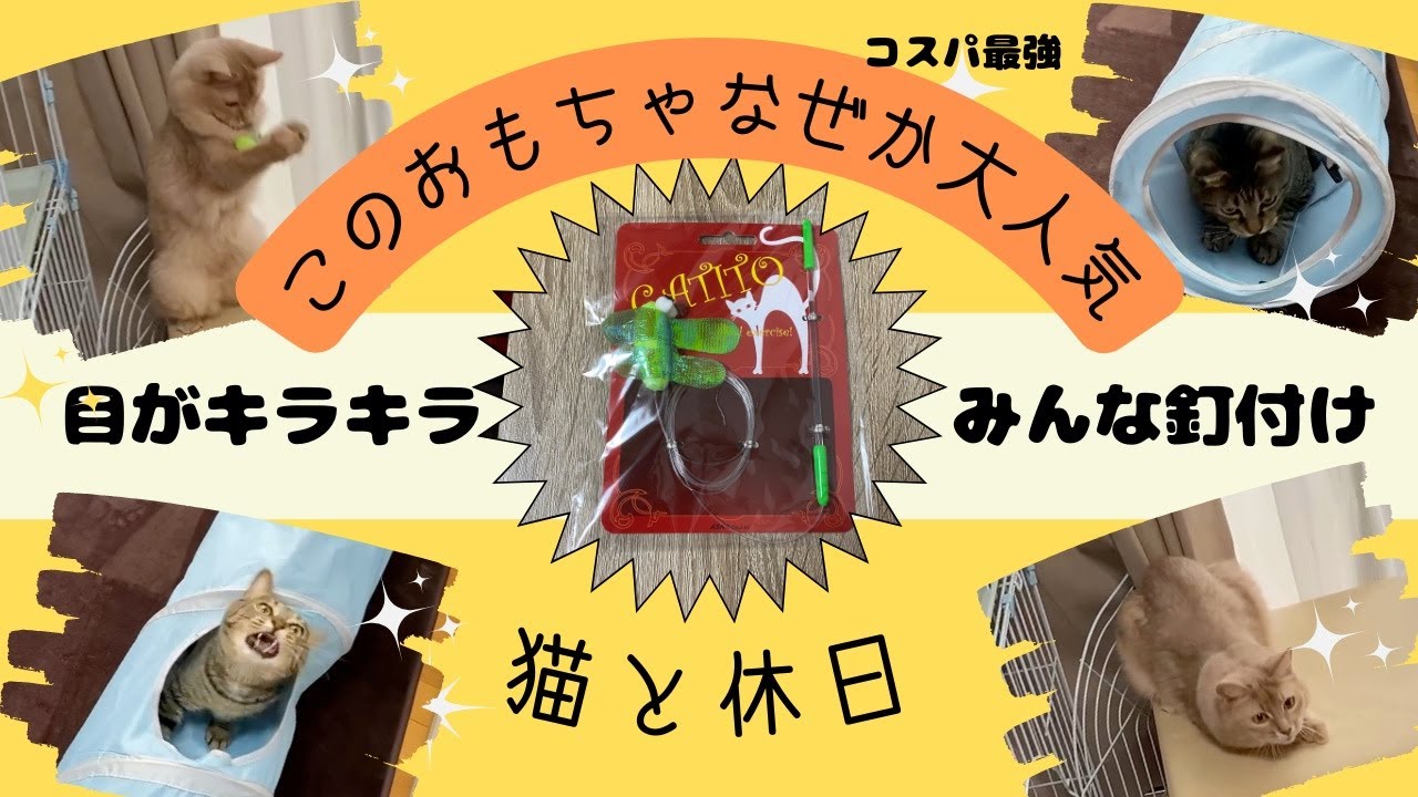 我が家の大人気猫じゃらし😸💓#猫#キジトラ#ソマリ#猫じゃらし