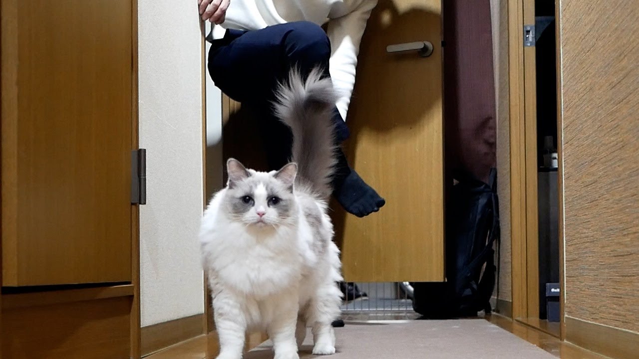 飼い主に蹴られそうになるが、全く動じない甘えん坊ラグドール