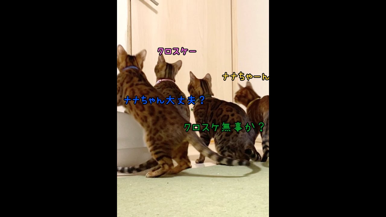 なかなか帰ってこない黒猫を心配するルームメイト猫達 #shorts
