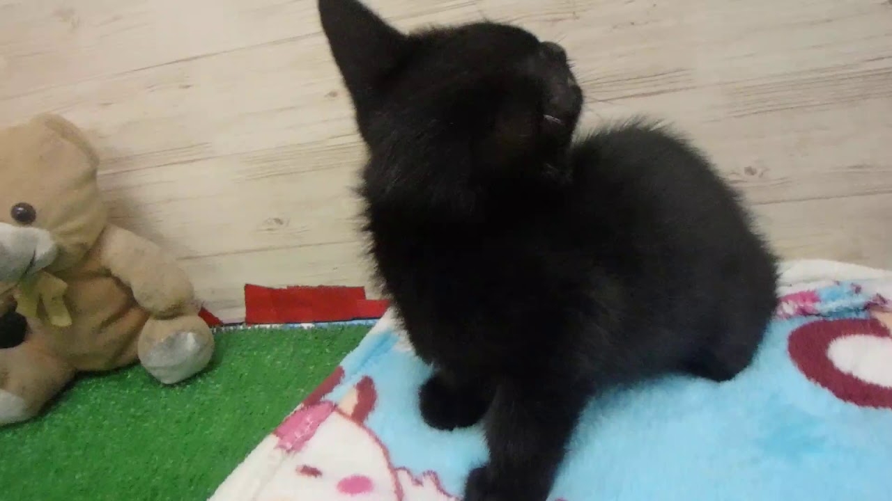 00471495 エジプシャンマウ