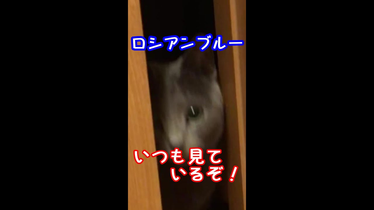 恐怖！見つめる猫！撮影に成功した様子はコチラ【ロシアンブルー】#Shorts