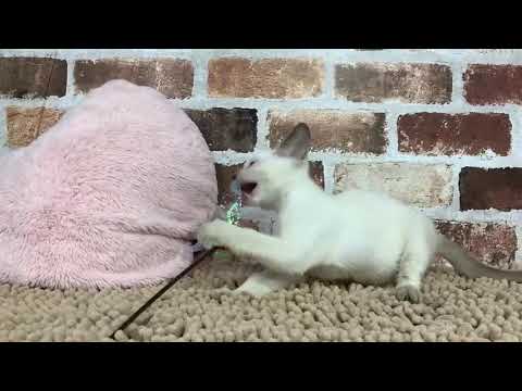 トンキニーズ6/12♂